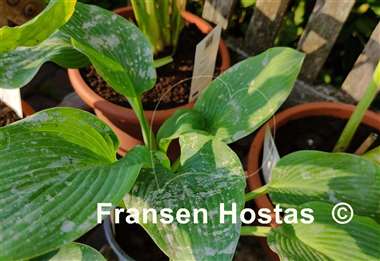 Hosta Linda Blue